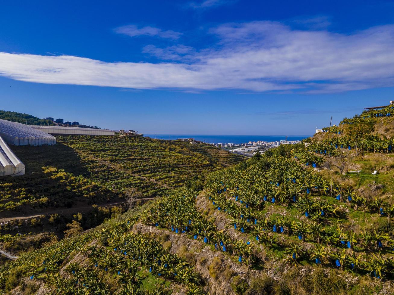 antenne banaan veld. zee lucht visie van tropisch fruit foto