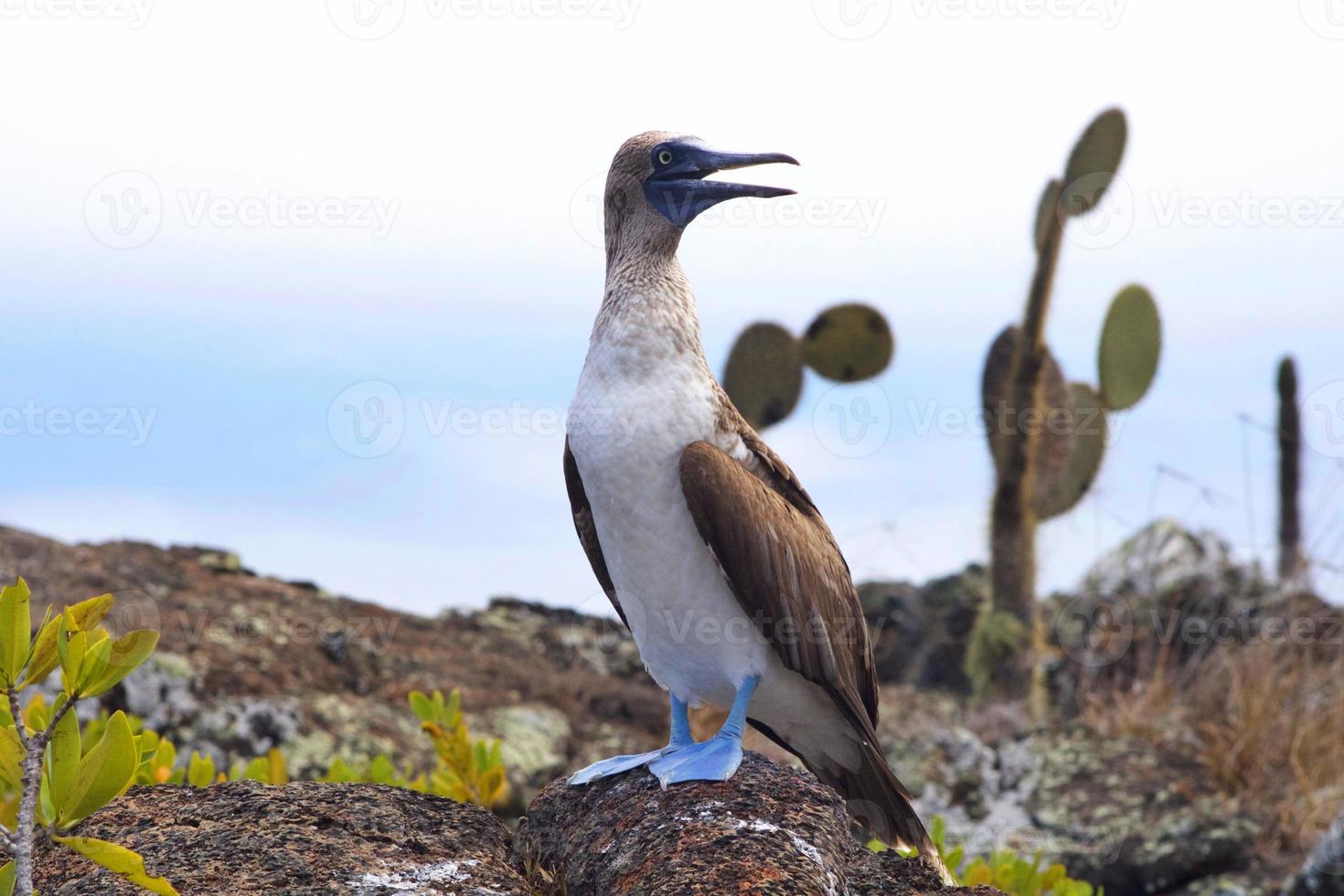 blauw voeten borsten in de galapagos eilanden foto