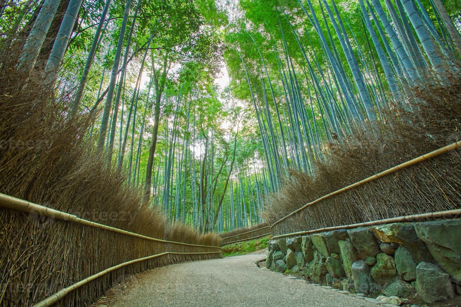 arashiyama bamboebos in kyoto, japan foto