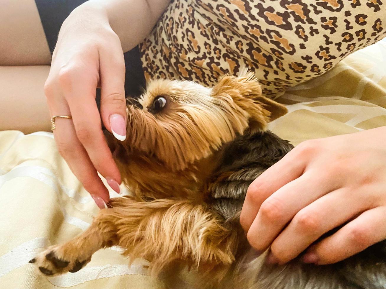 een klein hond leugens Aan de bed. yorkshire terriër eet voedsel van de hand- van een meisje met een mooi en modieus manicuren. hond met bruin ogen kauwt. hond verzorgd door groomer foto