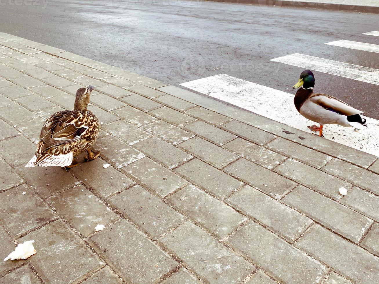 eenden Aan de weg. vogelstand kruis de weg Aan een voetganger kruispunt uitgerust voor mensen. wit strepen Aan de stoep, gemak van beweging foto