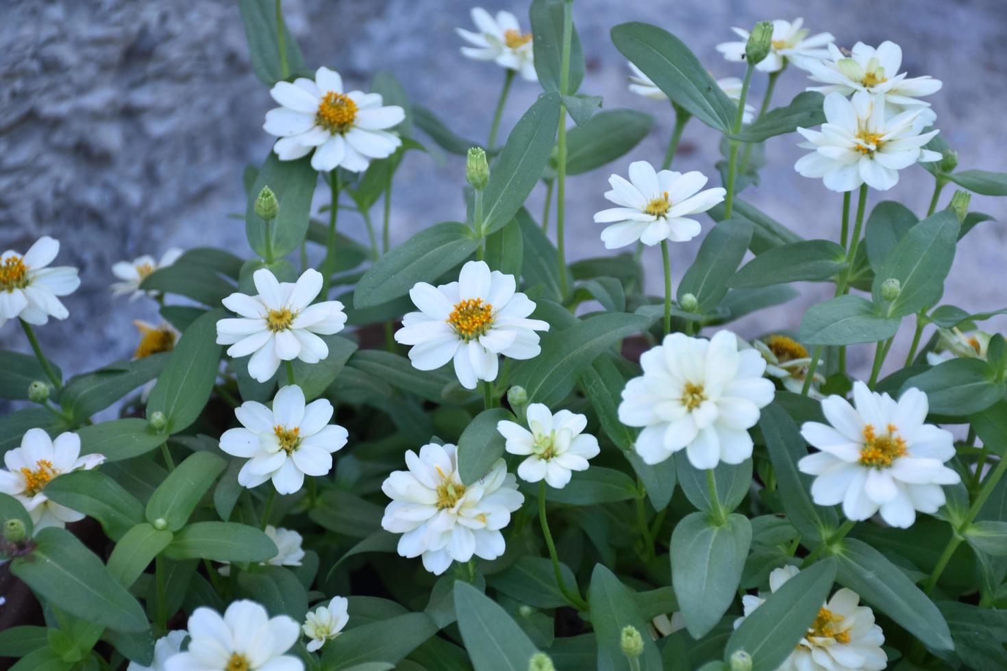 detailopname zinnia bloem pot welke plaatsen in de buurt de cement muur van de huis, zacht en selectief focus, huis decoreren concept. foto