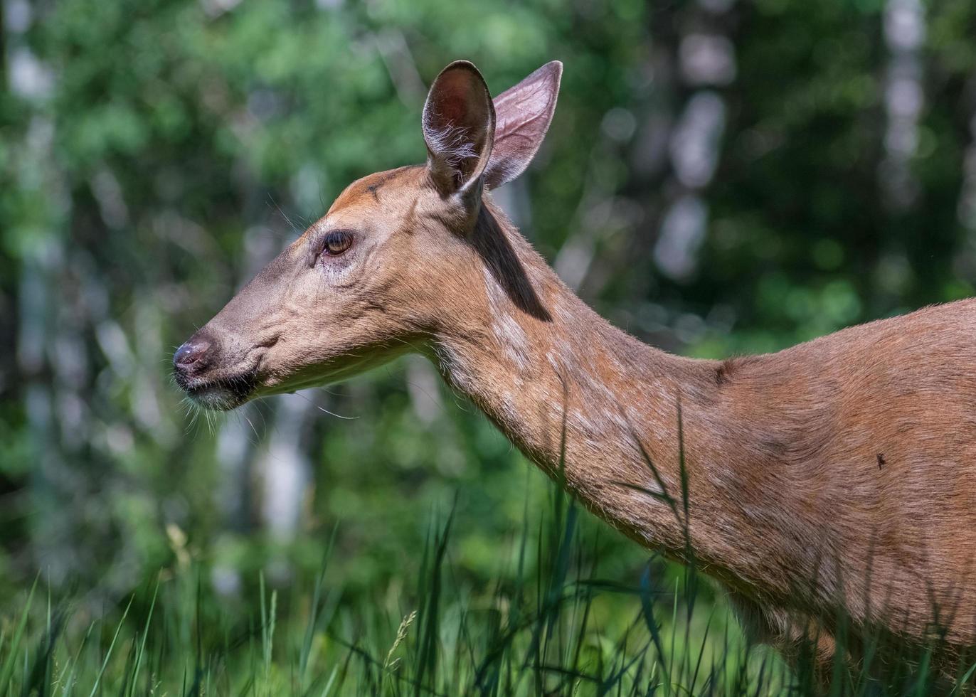 detailopname van doe hert wandelen in een veld- foto