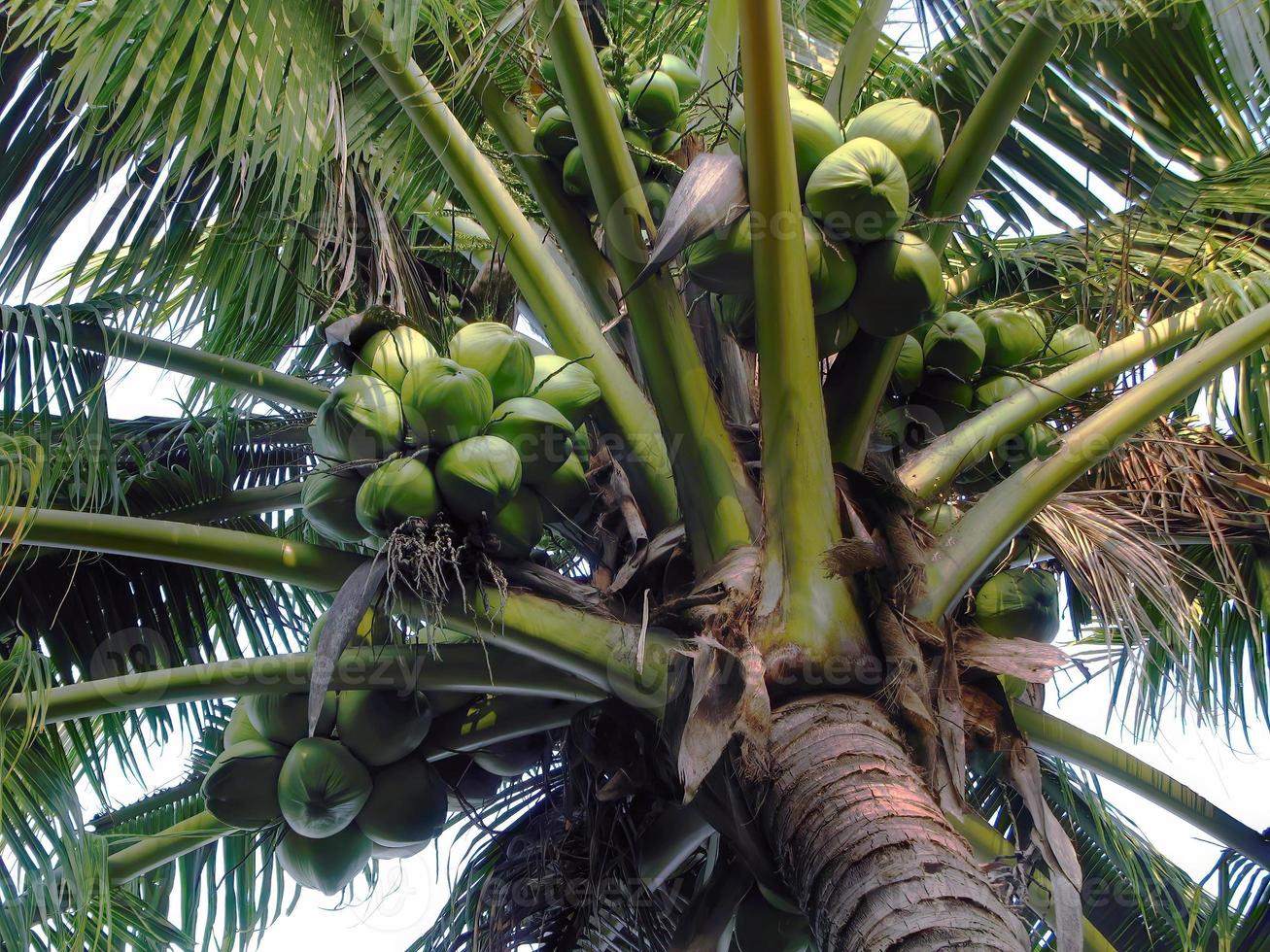 laag hoek visie van groen kokosnoten met trossen Aan de boom, kokosnoot palm boom in lucht achtergrond foto