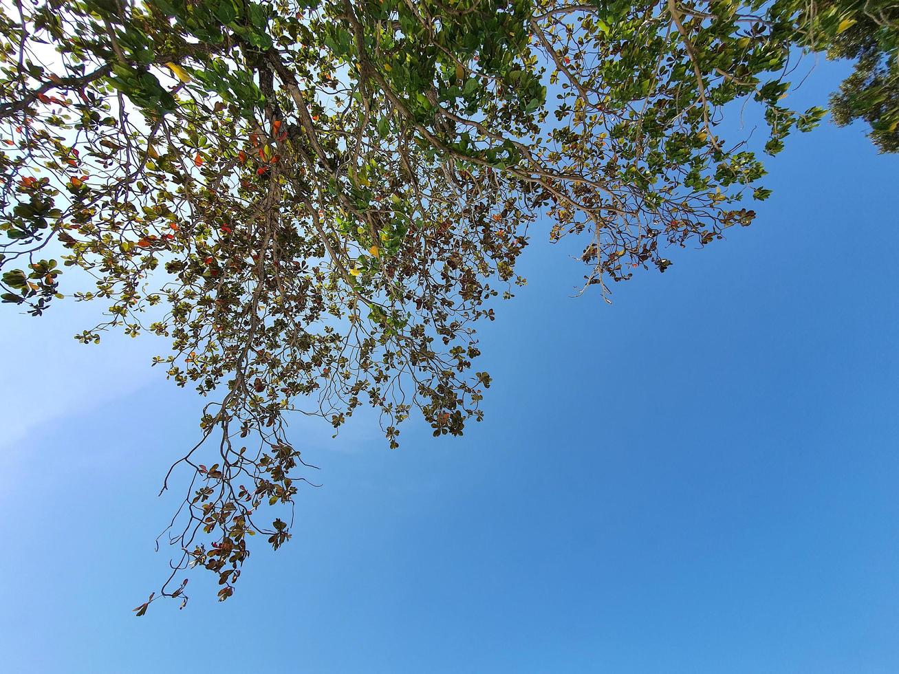 laag hoek schot, omhoog visie, kijken omhoog van groen bladeren en boom takken tegen Doorzichtig helder blauw lucht met kopiëren ruimte foto