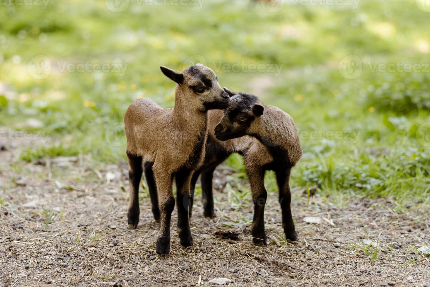 twee klein, schattig baby geiten Aan veld. landbouw buitenshuis. dieren van boerderij. zonnig avond, verbazingwekkend het weer. foto