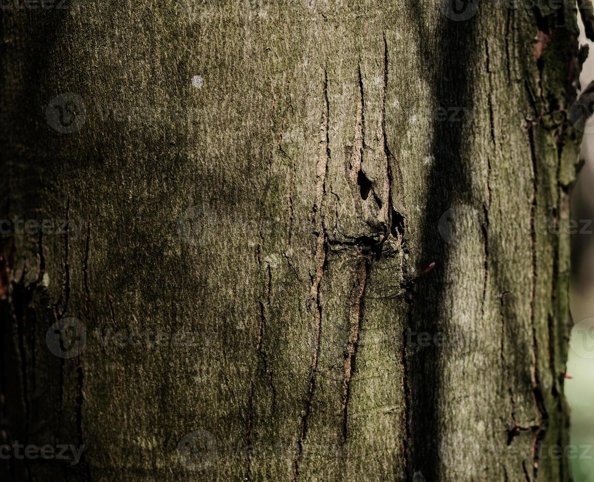 oude houten boom textuur achtergrond foto