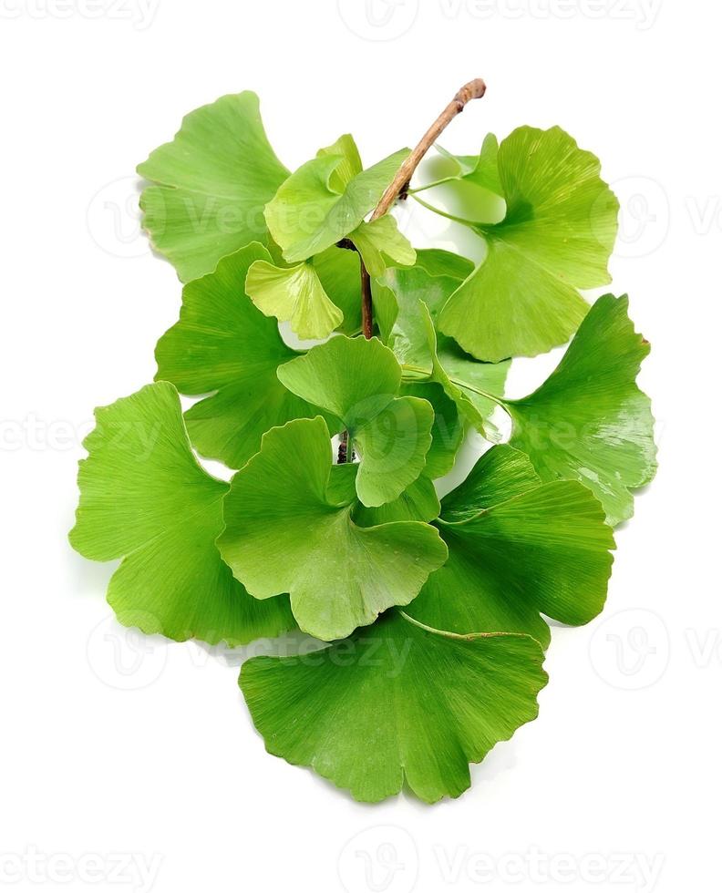 ginkgo biloba bladeren geïsoleerd. foto