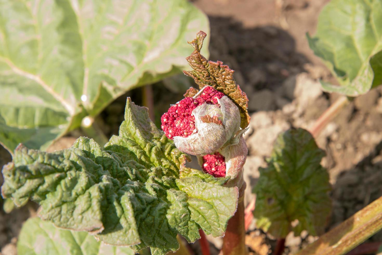 bloeiend rood rabarber bloem in de tuin foto