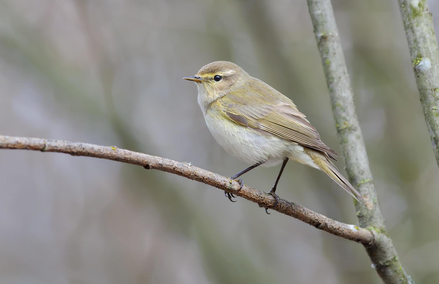 gemeenschappelijk tjiftjaf phylloscopus collybita poseren Aan klein droog takje in vroeg voorjaar tijd met schoon grijs achtergrond foto