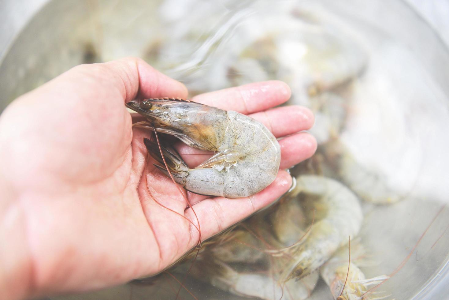 verse garnalen in de hand voor het koken van zeevruchten - rauwe garnalengarnalen foto