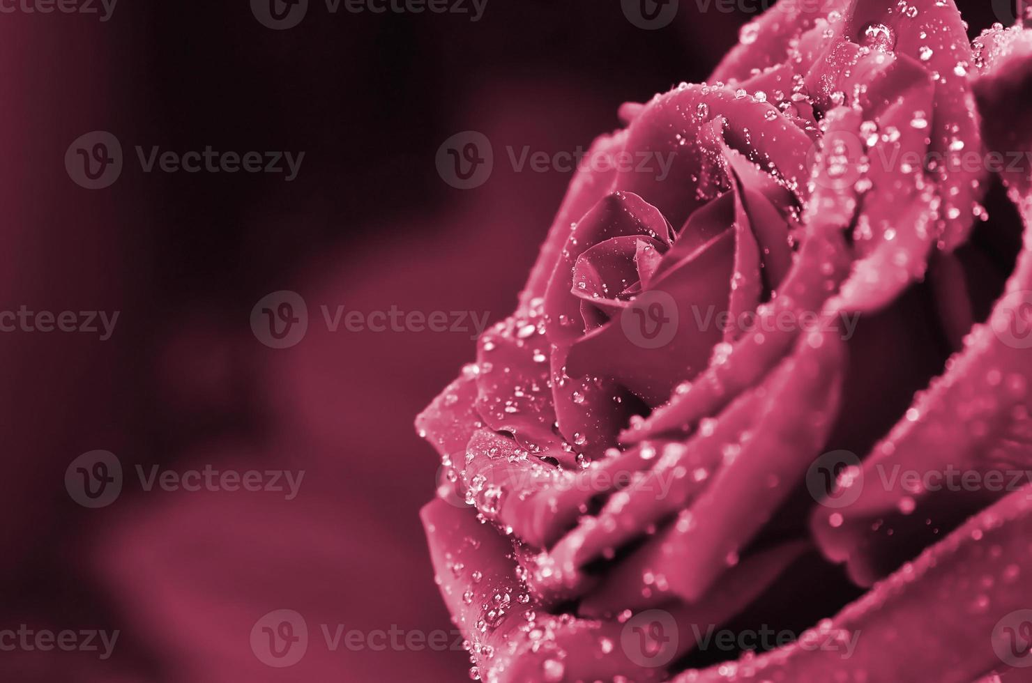vers en nat roos met druppels in macro foto beeld afgezwakt in viva magenta, kleur van de 2023 jaar