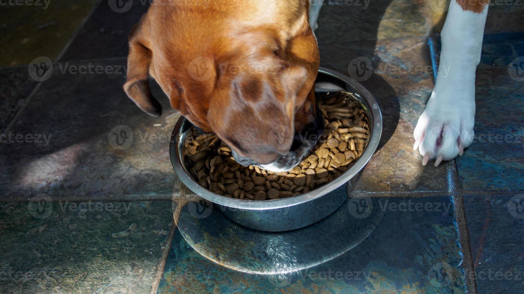 droog hond brokjes is de voedzaam hoektand maaltijd foto