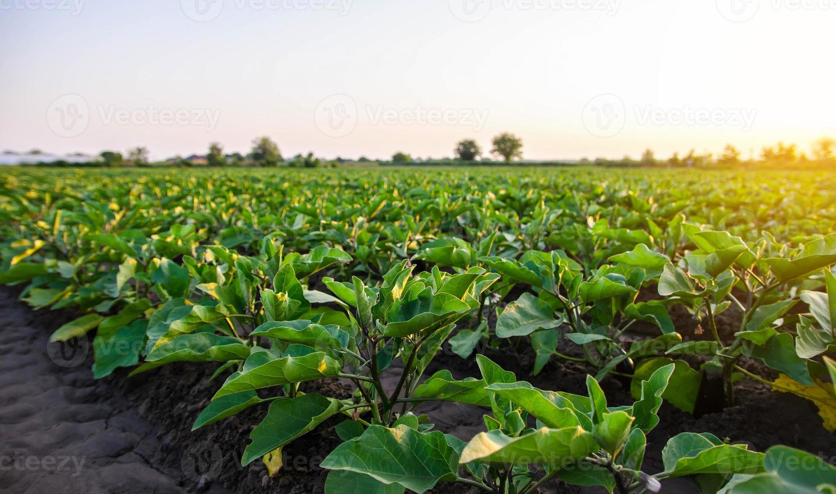 aubergine plantage veld. agro-industrie. landbouw landschap. groeit groenten. agronomie. landbouw en landbouwbedrijf. agrarisch subsidies. groeit en produceren voedsel Aan de boerderij. groenteteelt foto