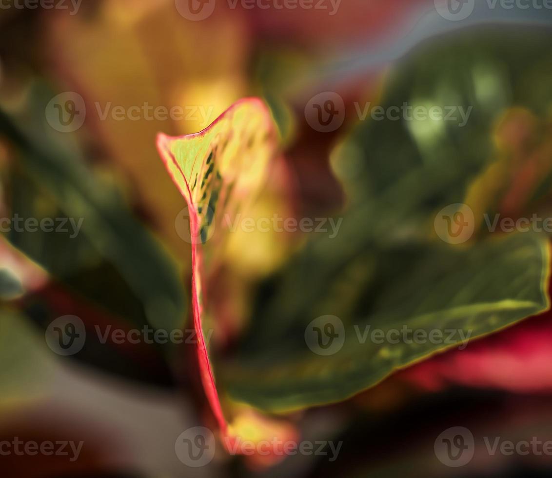 tuin Croton . kleurrijk bladeren . dichtbij omhoog foto