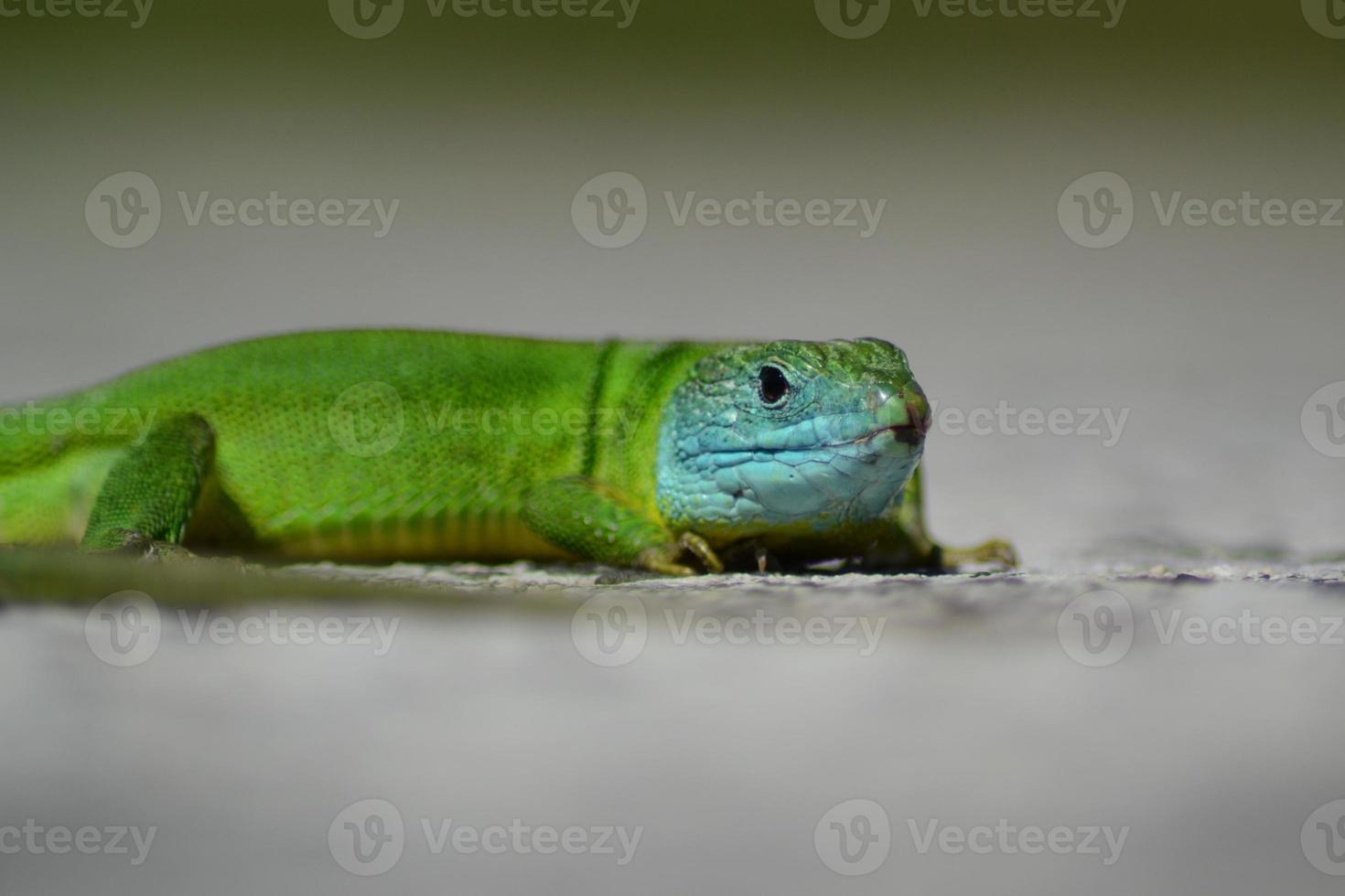 mannetje groen hagedis met blauw hoofd foto