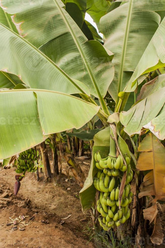 uitzicht op bananenplantage foto