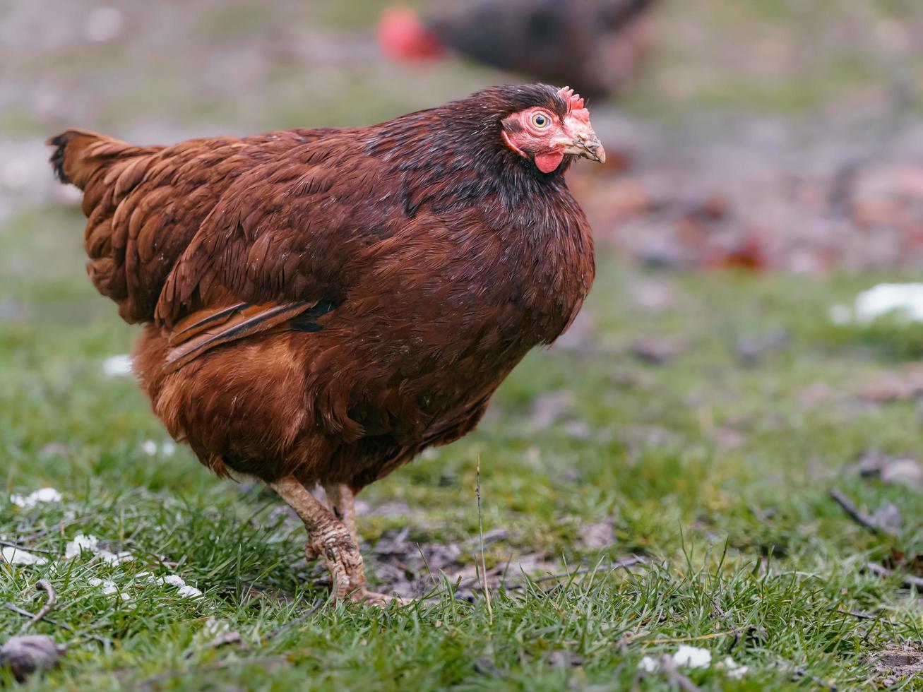 kip Aan boerderij foto