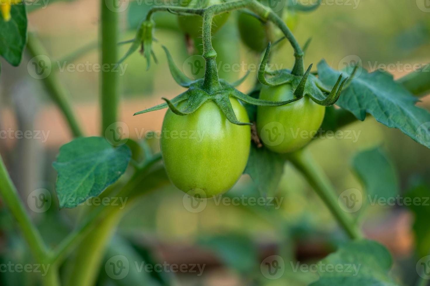 vers Liaan van rauw tomaten met bladeren Aan de boom. foto