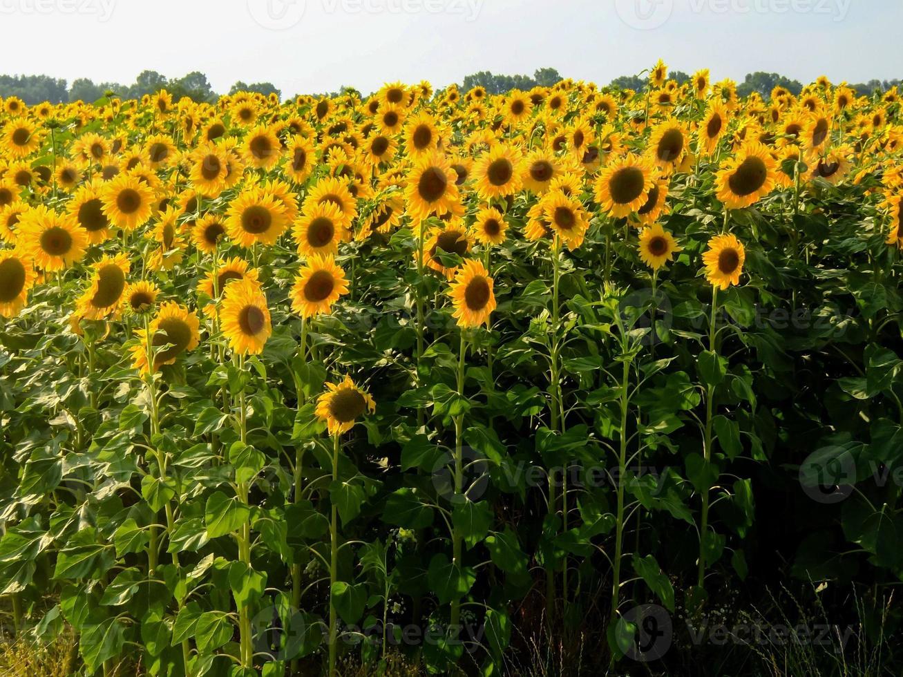 zonnebloem veld- in de zomer foto