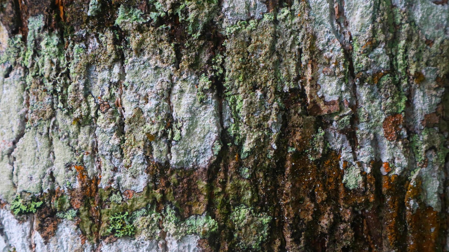 verbazingwekkend hout schors structuur net zo achtergrond foto