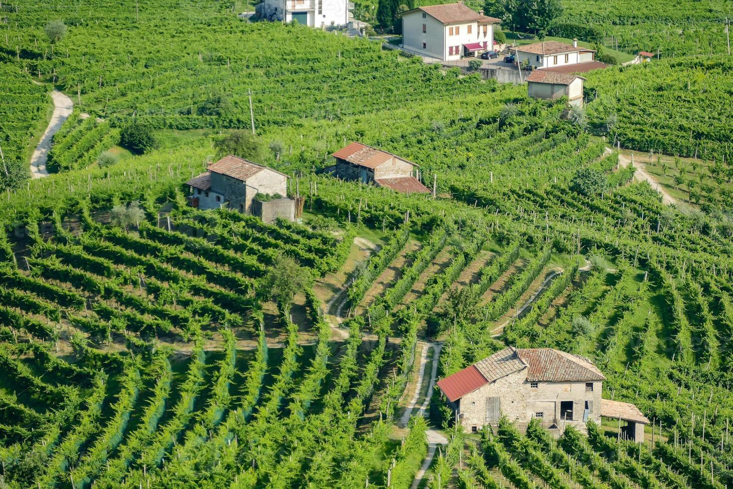 wijngaard landschap Bij Rome in Italië foto