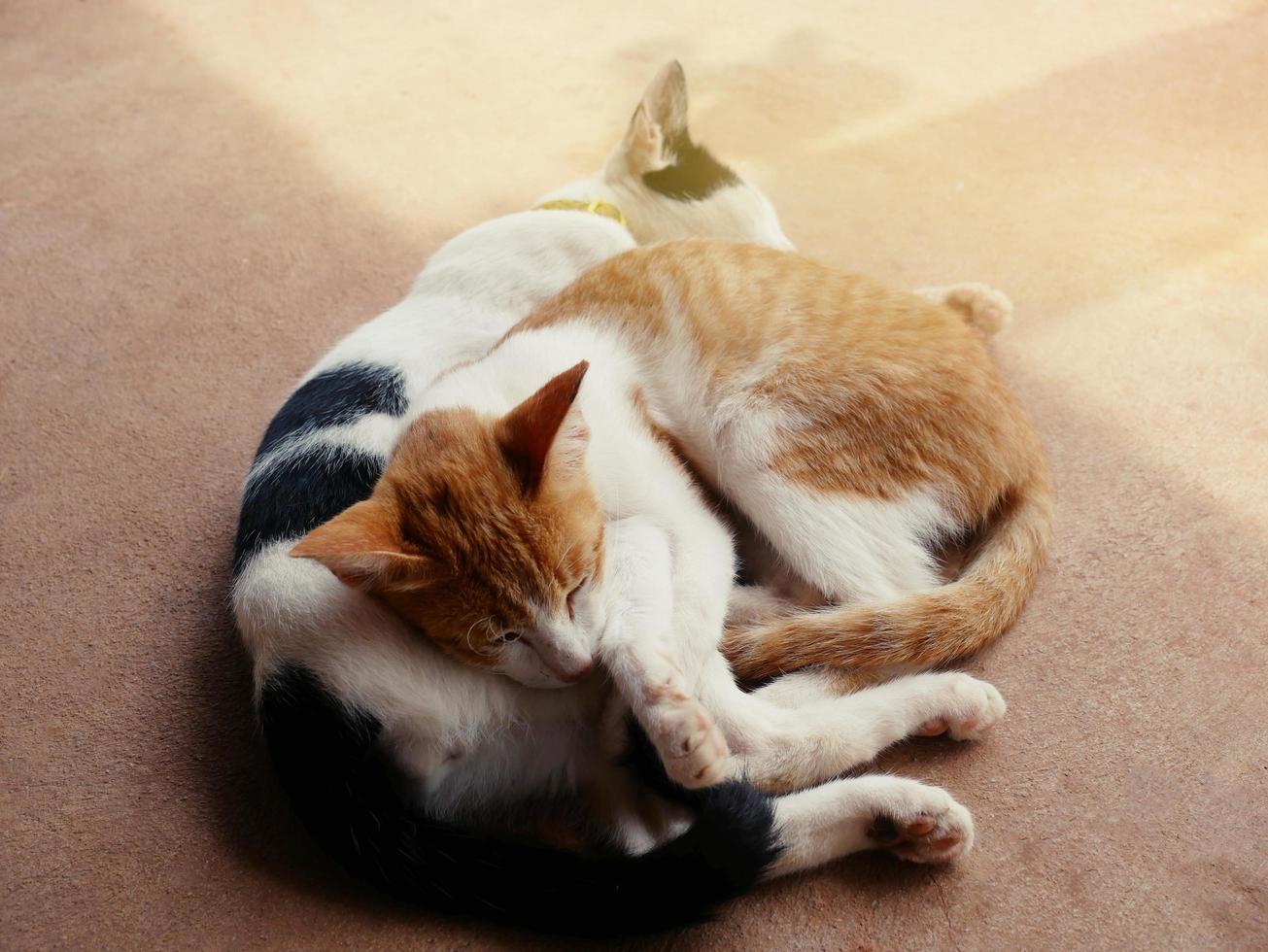 schattig katten knuffel shows warmte, intimiteit, vertrouwen, vrolijkheid. foto