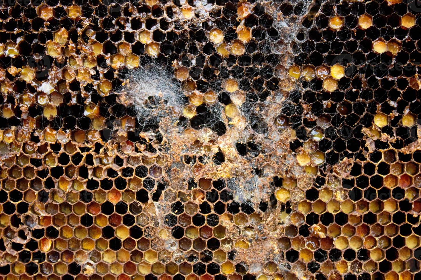 was- mot verhogen in oud honingraat, dichtbij omhoog visie van parasiet galleriini rups- in de bijenkorf, schat produceren probleem, besmet bij cellen, europees bijenteelt, besmet en gedekt met spinnenwebben honingraat foto