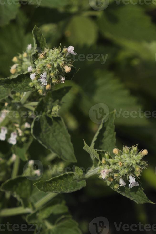 bloeiwijzen bladeren en een stengel van melissa Aan een zomer dag in een tuin bed foto