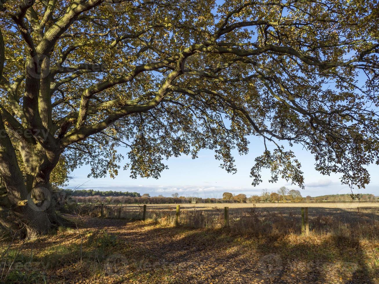 overhangend takken van een mooi eik boom met herfst gebladerte foto