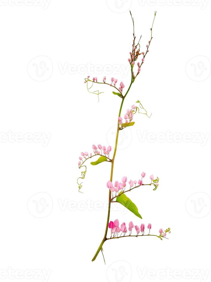 antigonon leptopus roze is een soorten van meerjarig Liaan in de boekweit familie algemeen bekend net zo koraal Liaan koningin boeket, geïsoleerd wit foto