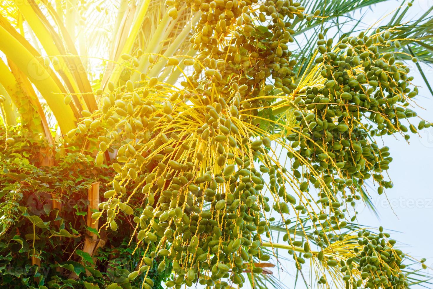 groen jong datum palm Aan zonnig dag dichtbij omhoog foto