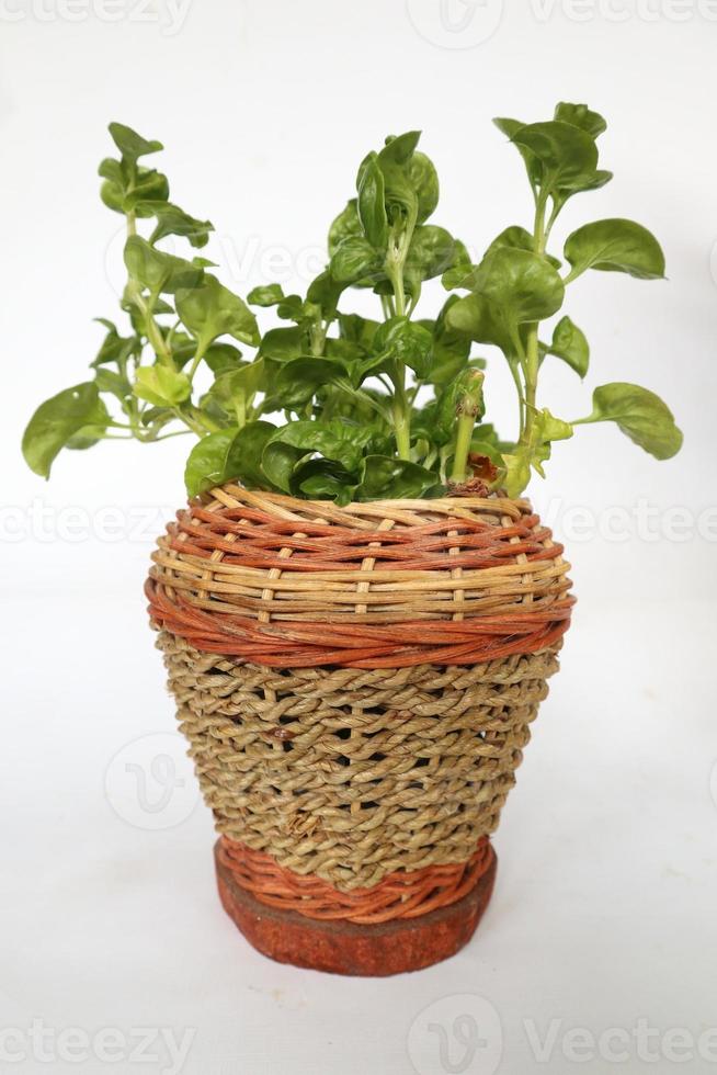 plastic bloem is in rieten mand of rotan of rotan pot Aan wit achtergrond. decoratie voor interieur Stockfoto