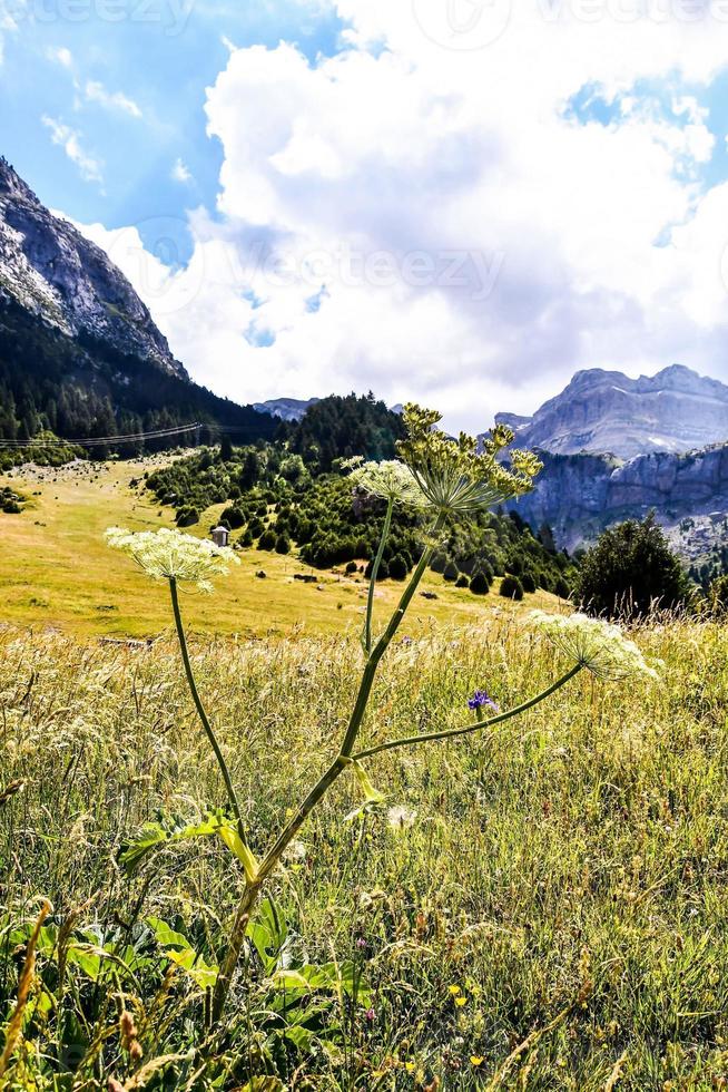 berglandschap in de zomer foto