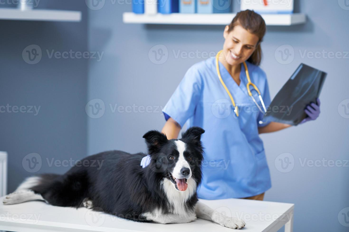 vrouw dierenarts onderzoeken een hond in kliniek foto