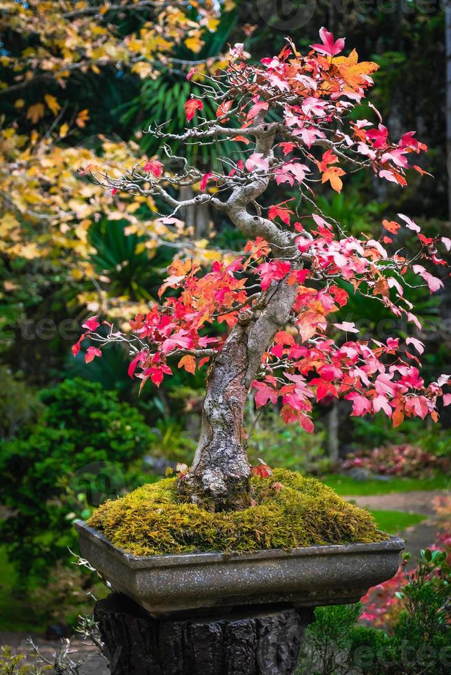 bonsai tuin Thailand mooi klein bonsai bomen met groen bladeren foto