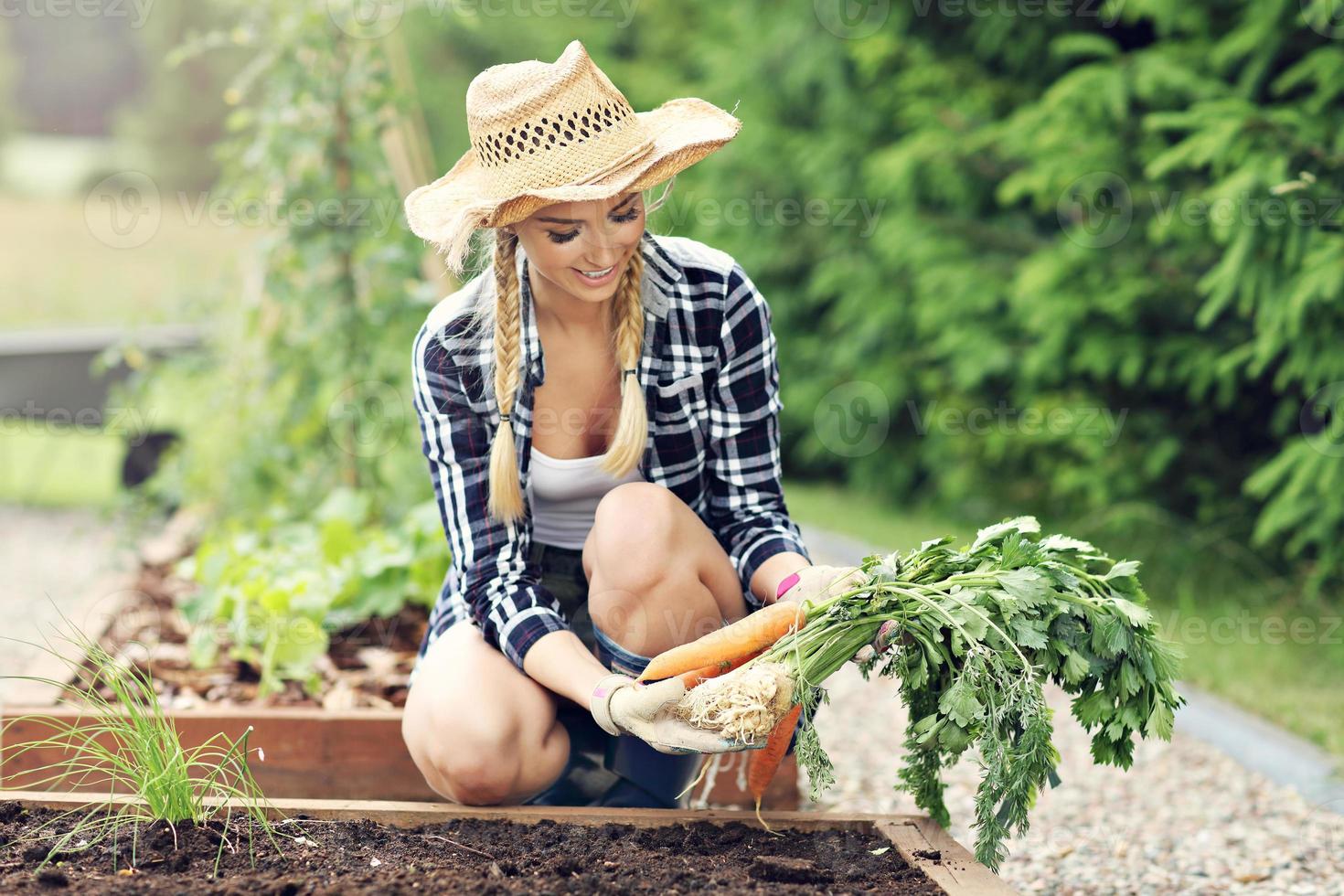 volwassen vrouw plukken groenten van tuin foto