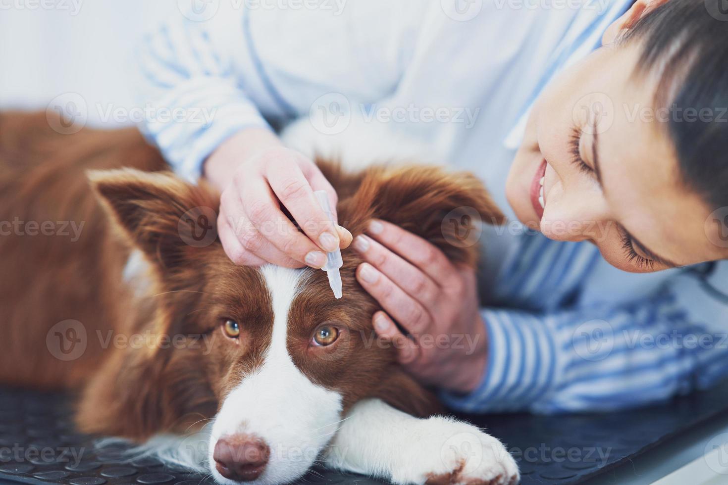 bruin grens collie hond gedurende bezoek in dierenarts foto