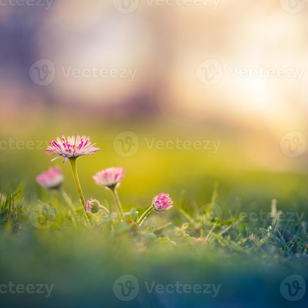 mooi roze bloemen, weide en voorjaar wazig natuur landschap met blauw lucht, macro, zacht focus. magie kleurrijk artistiek beeld opbeurend en inspirerend humeur van natuur, voorjaar bloemen achtergrond foto