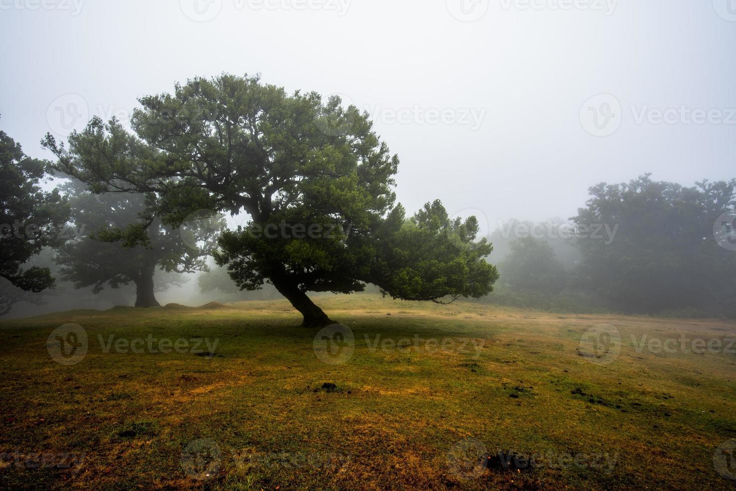 2022 08 18 Madeira laurisilvia 21 foto