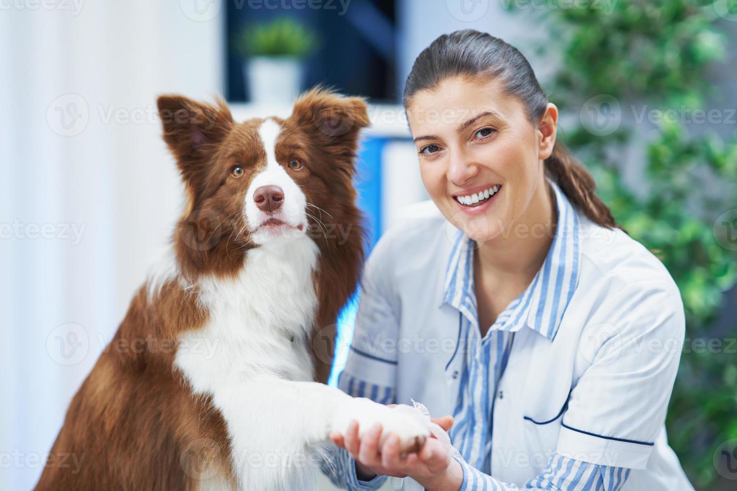 bruin grens collie hond gedurende bezoek in dierenarts foto