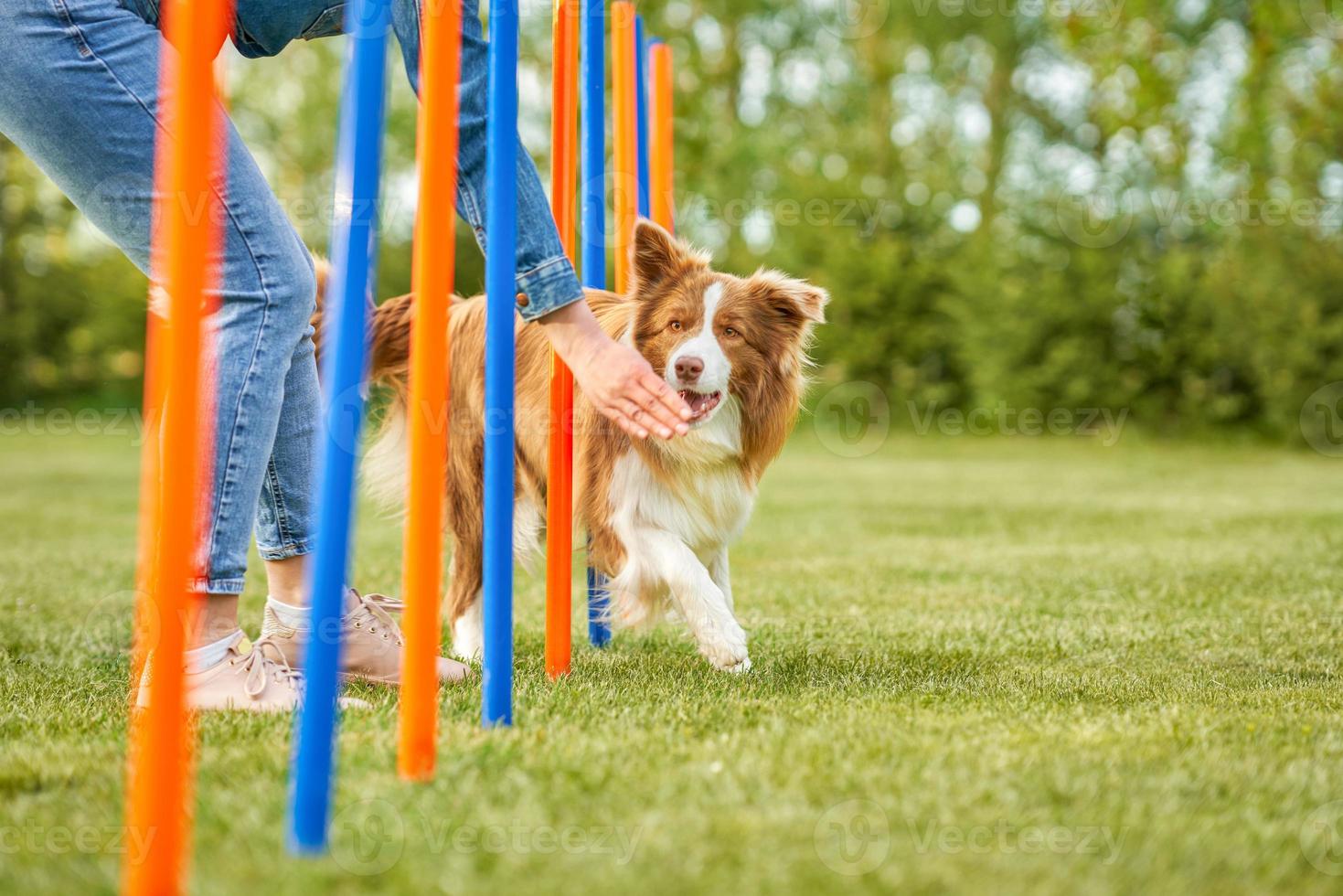 chocola wit grens collie met vrouw eigenaar foto