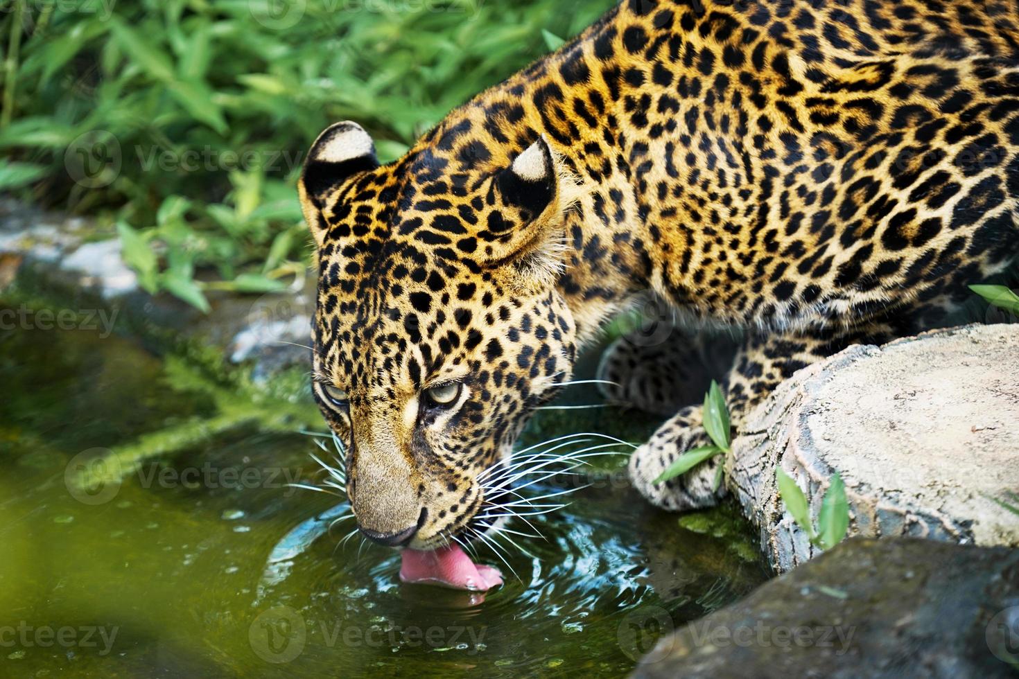 dichtbij omhoog afbeelding van een luipaard panthera pardus drinken water in een vijver, hoe naar drinken een luipaard is door plakken uit haar tong foto