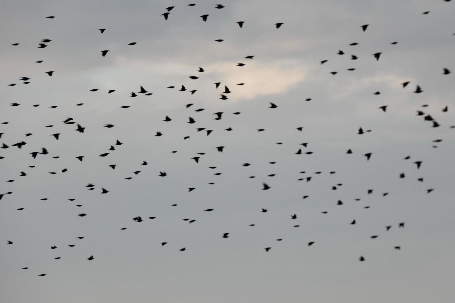 honderden van vogelstand vliegend doelloos in de herfst foto