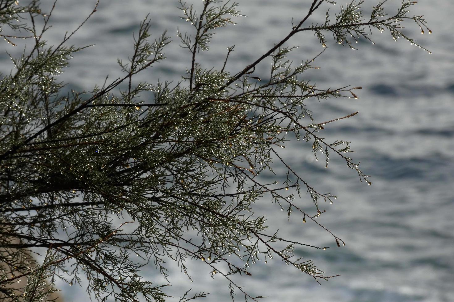 droog bloemen en middellandse Zee bladeren met marinier achtergrond foto