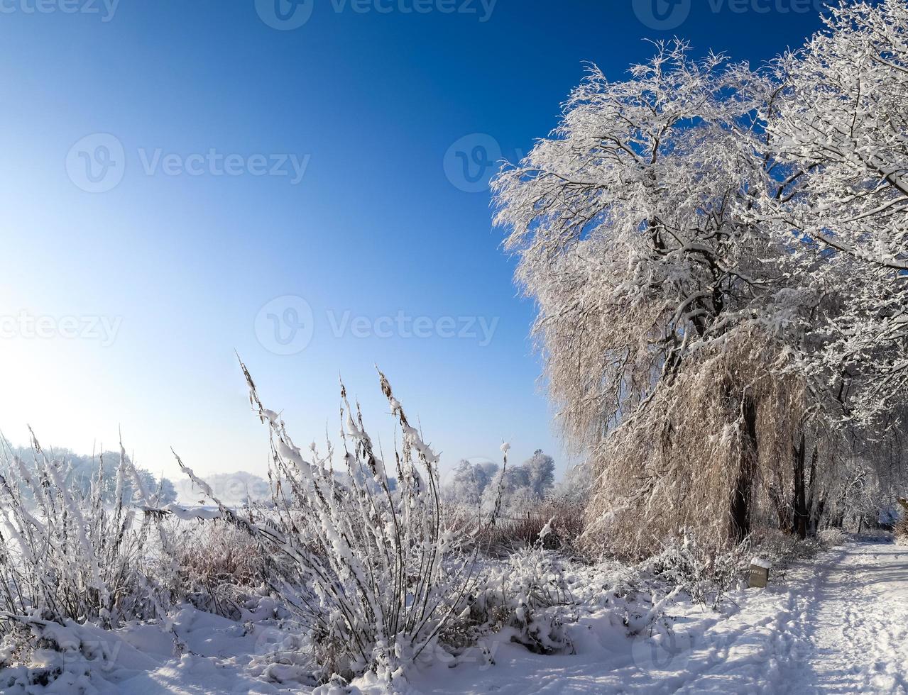 mooi winter schot Bij een meer en Woud met sneeuw en ijs. foto