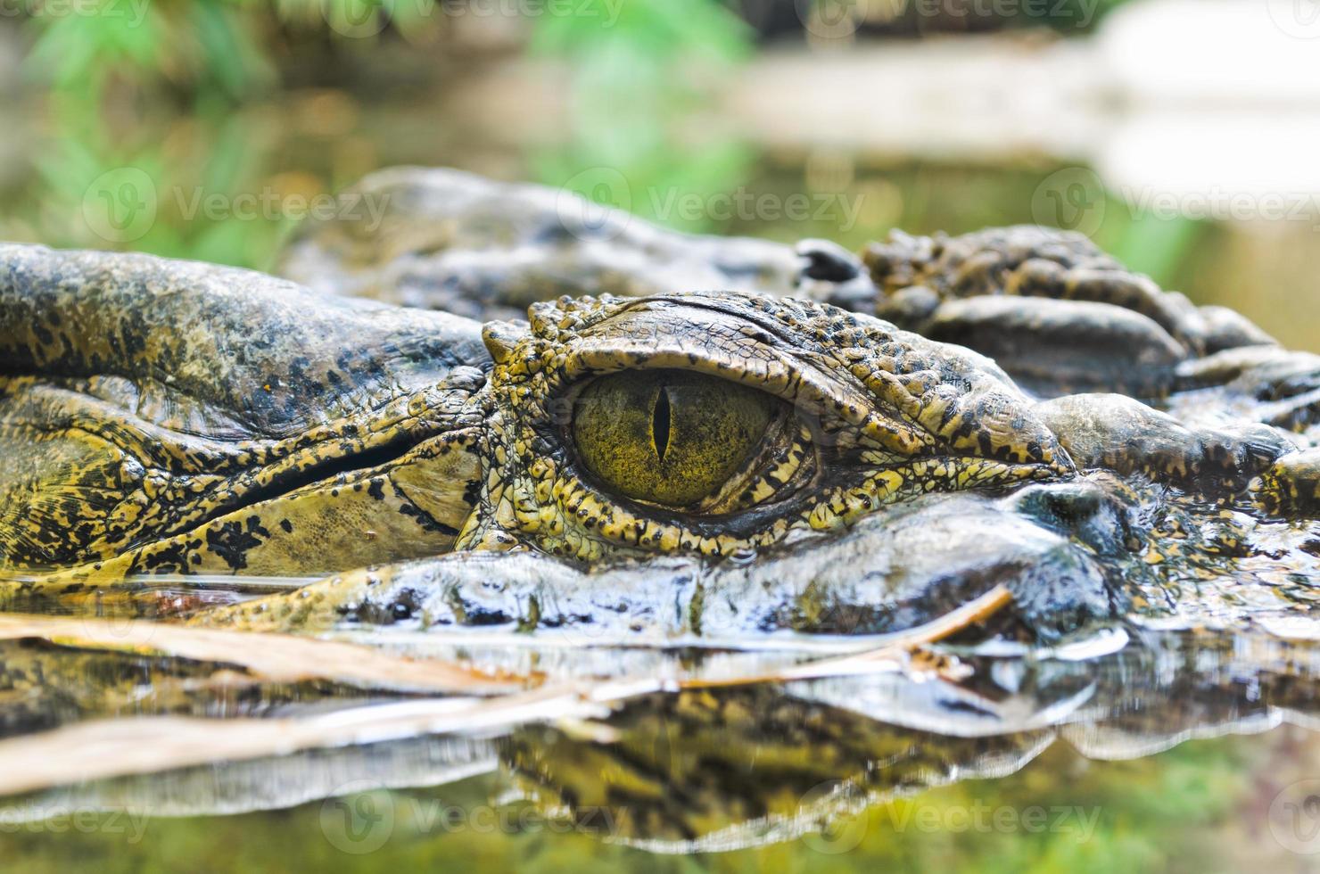 ogen van de krokodil in water foto