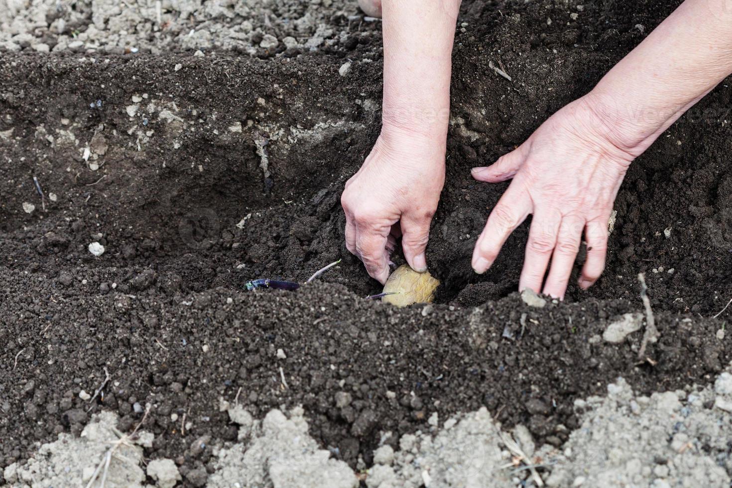 boer planten zaad aardappel in gat in tuin foto