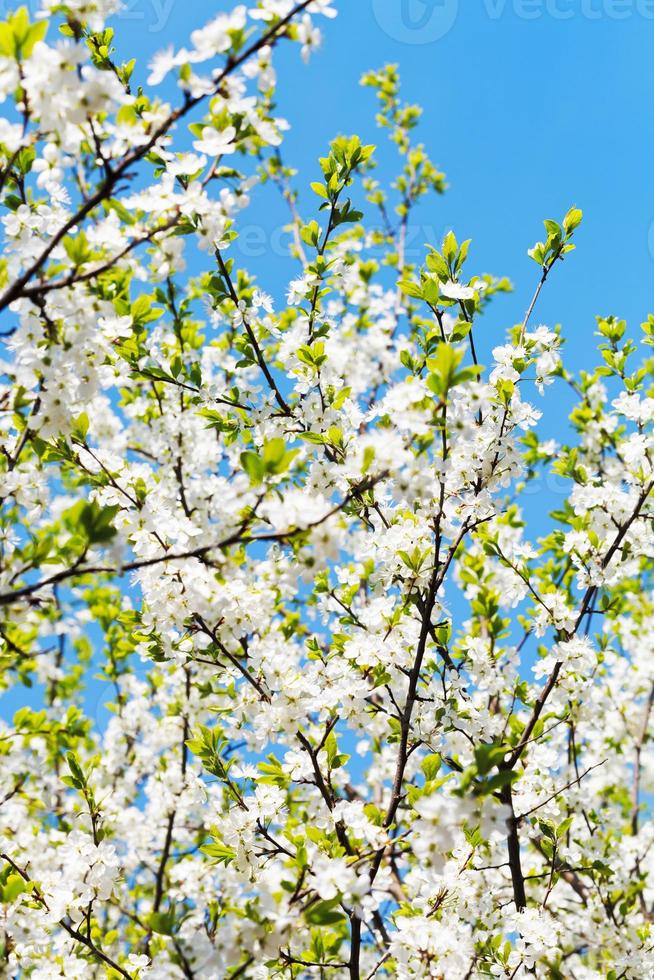 wit bloeiend kers boom kroon en blauw lucht foto