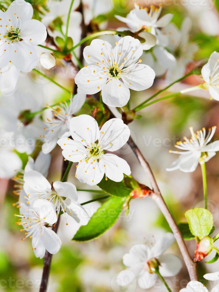 wit kers bloesems Aan takje foto